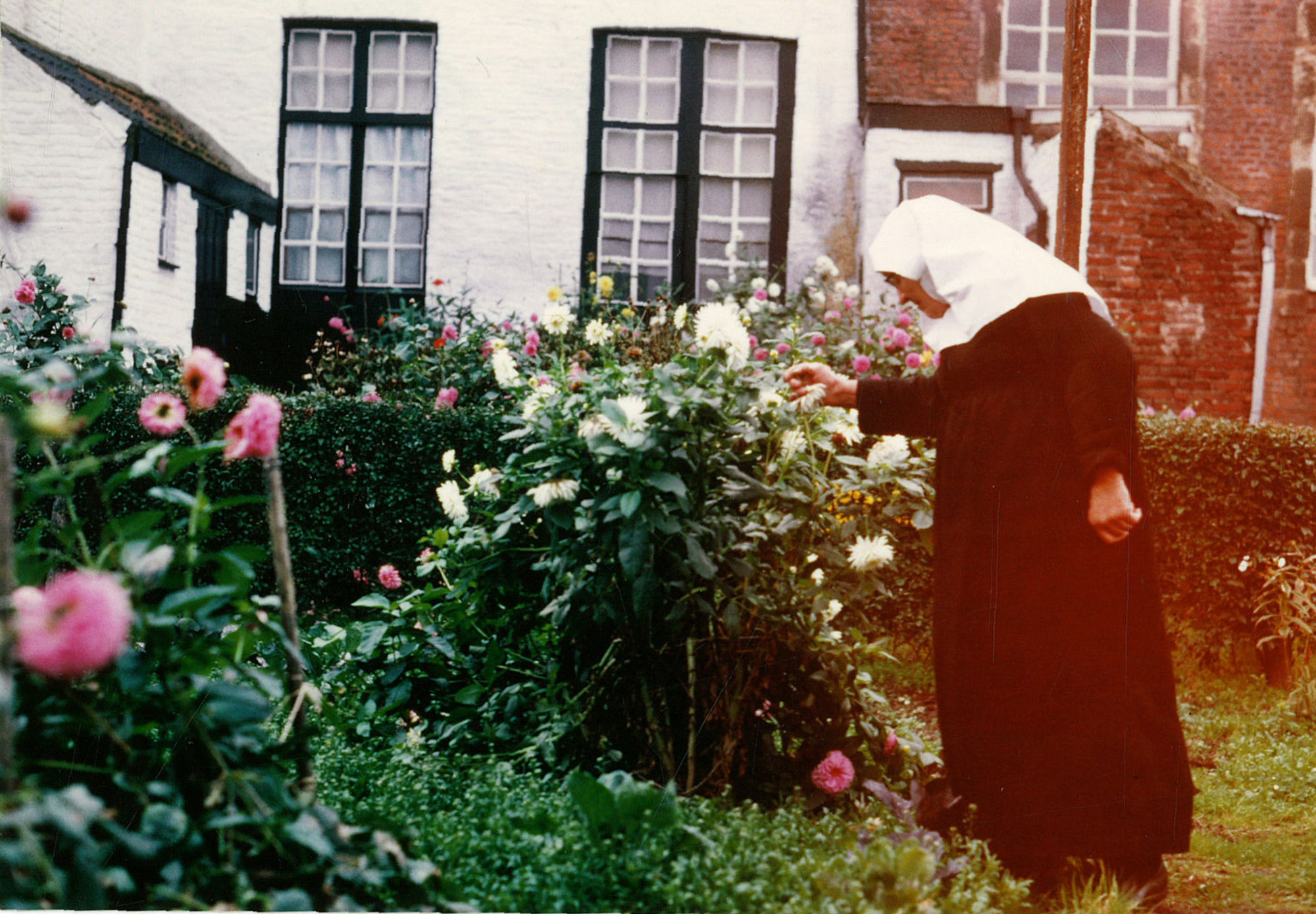 Dahliahtuin in het Begijnhof